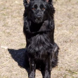 Asra - German Shepherd