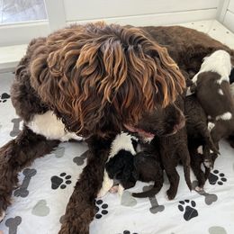 Portuguese Water Dog Puppies from Cornerstones Porties