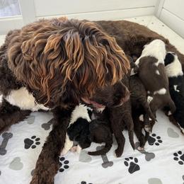 Portuguese Water Dog Puppies from Cornerstones Porties