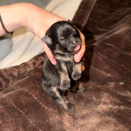 Mora - Black and tan female Pomeranian puppy in Angleton, Texas from Pomeranian Palace, LLC
