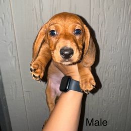Dachshund Puppies from Weenie Hut Jrs