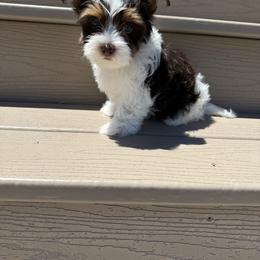 Bella - Parti female Yorkshire Terrier puppy in Elk Ridge, Utah from Janita's Yorkshire Terriers