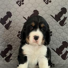 Shadow - Black white and tan male English Springer Spaniel puppy in Casnovia, Michigan from DESK Springer Spaniels
