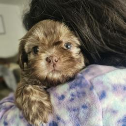 JOEY - Liver male Shih Tzu puppy in Los Banos And Bay Area, California from Shantii's Shih Tzu's