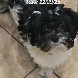 Girl white tail - Black & white female Maltipoo puppy in Middleburg, Florida from The Aristocratic Puppy Patch