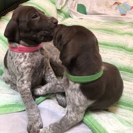 German Shorthaired Pointer Puppies from Jerri Ford