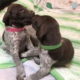 German Shorthaired Pointer Puppies from Jerri Ford