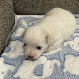 Boy 1 - White male Coton de Tulear puppy in Pflugerville, Texas from Beethoven’s Cotons