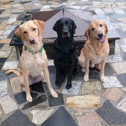 Labrador Retrievers from Johnston Labs