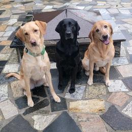 Labrador Retrievers from Johnston Labs