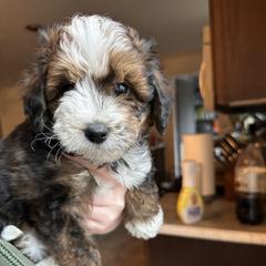 Aussiedoodle, Bernedoodle, and Goldendoodle Puppies from Flat Rock Doodles LLC