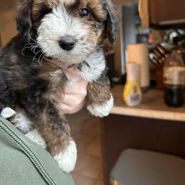 Aussiedoodle, Bernedoodle, and Goldendoodle Puppies from Flat Rock Doodles LLC
