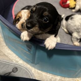 Sissie - Dachshund puppy from Schön Duchshund