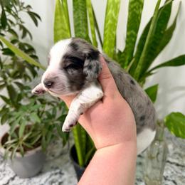 AKC Black Dapple-Piebald - Dapple male Dachshund puppy in Colville, Washington from G&B Iron Mountain Dachshunds