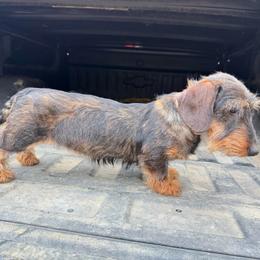 Mahna Mahna - Dachshund