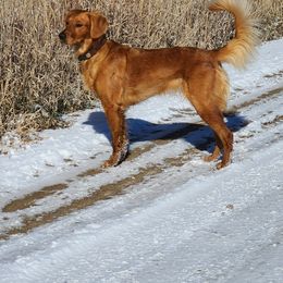 Golden Retrievers from Mountain Raised Retrievers