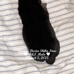 Black and tan male - Black and tan male Shiba Inu puppy in Derby, Kansas from Heart’s Desire Shiba Inus