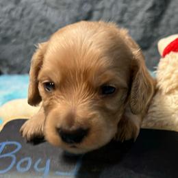 Santa - Cream male Dachshund puppy in Bigfork, Minnesota from Dachshunds Up North