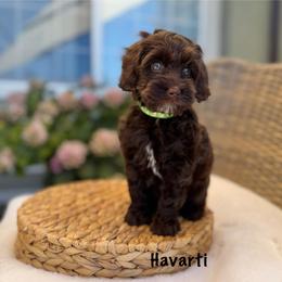 Havarti - Chocolate male Australian Labradoodle puppy in Morgan Hill, California from Loving Labradoodles