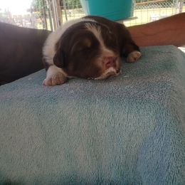Australian Shepherd Puppies from Eon's Aussies