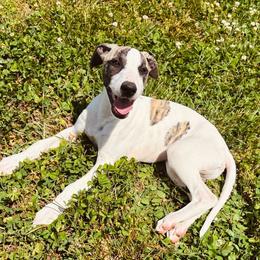 Henry - White and fawn brindle male Whippet puppy in Kingston, Tennessee from Smithfield Park