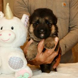 Teal collar - Black and red female German Shepherd puppy in Stockton, California from Zaragoza German Shepherds
