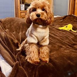 Brinley - Cavapoo