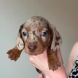 Saint - Dapple male Dachshund puppy in Surprise, Az Corona, Ca Hemet, Ca, Arizona from Over The Moon Dachshunds and Doodles