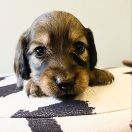 Pumpkin 3500 - Cream male Dachshund puppy in Sylvania, Alabama from Yancey’s Doxies
