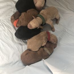 Aussiedoodle, Bernedoodle, and Poodle Puppies from Megan’s Spoiled Standards