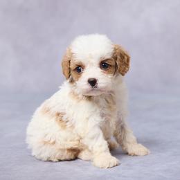 Sara - Blenheim female Cavapoo puppy in Apple Creek, Ohio from Grandeur Valley Puppies