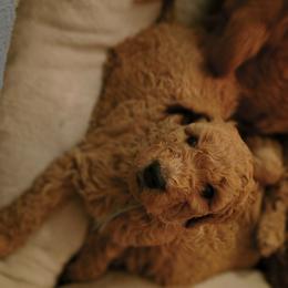 Boy 5 - male Goldendoodle puppy in Knoxville, Tennessee from Kokoh Doodles