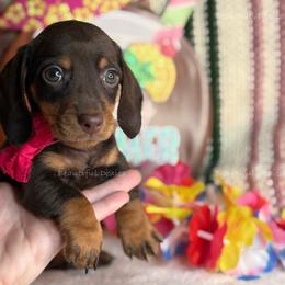 Thistle - Chocolate and tan female Dachshund puppy in Washington from Beautiful Doxies