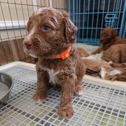 Seeker - Orange Collar - Red male Double Doodle puppy in Rowlett, Texas from Parrish Precious Ones Texas