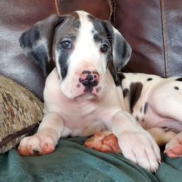 Cavalier King Charles Spaniels and Great Danes from Hough's Danes