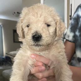 Goldendoodles from WolfeFamily AZ Goldendoodles