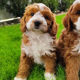 Sally - Red  female Goldendoodle puppy in Bountiful, Utah from Red Brick Doodles