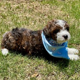 Aussiedoodle Puppies from Aussie Doodles Arizona