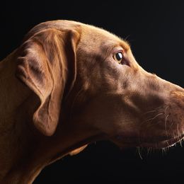 Vizslas from Encore Vizsla