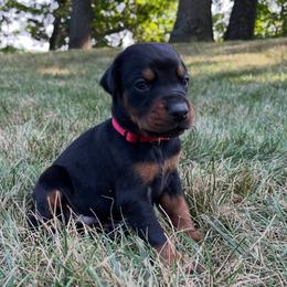 Champ - Black and rust male Doberman Pinscher puppy in Bruce Township, Michigan from Eminent Dobermans