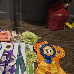 Weimaraner Puppies from So-IN Weimaraner's