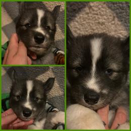 Black or agouti dark green boy - Black male Siberian Husky puppy in Wheeling, West Virginia from Powells Huskies