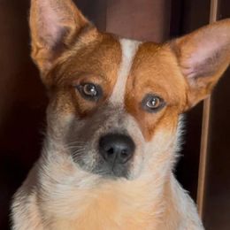 Bandit - Australian Cattle Dog