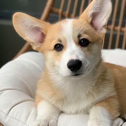 Pembroke Welsh Corgis from Brighton Creek Welsh Corgis