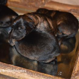 Girl 1 - Sable female German Shepherd puppy in Mariana, Florida from Haus M Godwin
