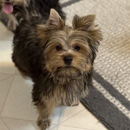 Raz - Black and gold male Yorkshire Terrier puppy in Lexington, North Carolina from Silver Valley Yorkies