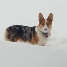 Swagger - American Corgi