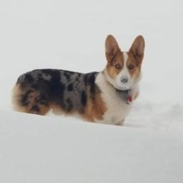Swagger - American Corgi