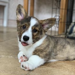 Cardigan Welsh Corgi Puppies from Penfro Corgis