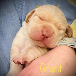 Grant - Yellow male Labrador Retriever puppy in Penn Valley, California from High Quality Labrador Retrievers and French Bulldogs
